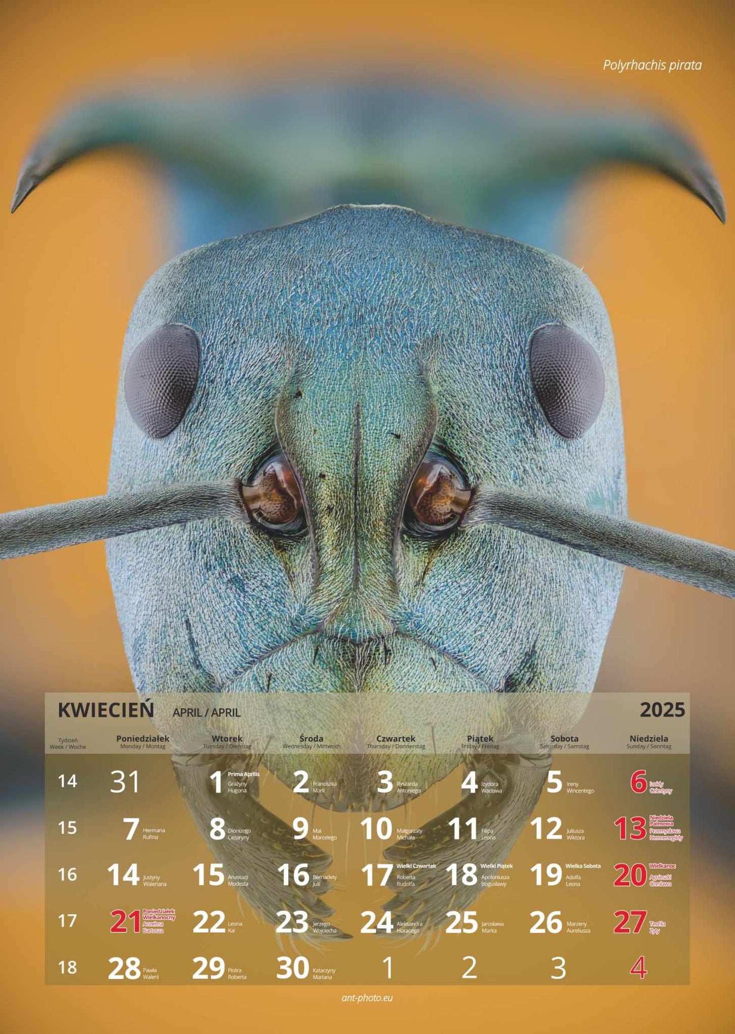 Mrówczy kalendarz 2025