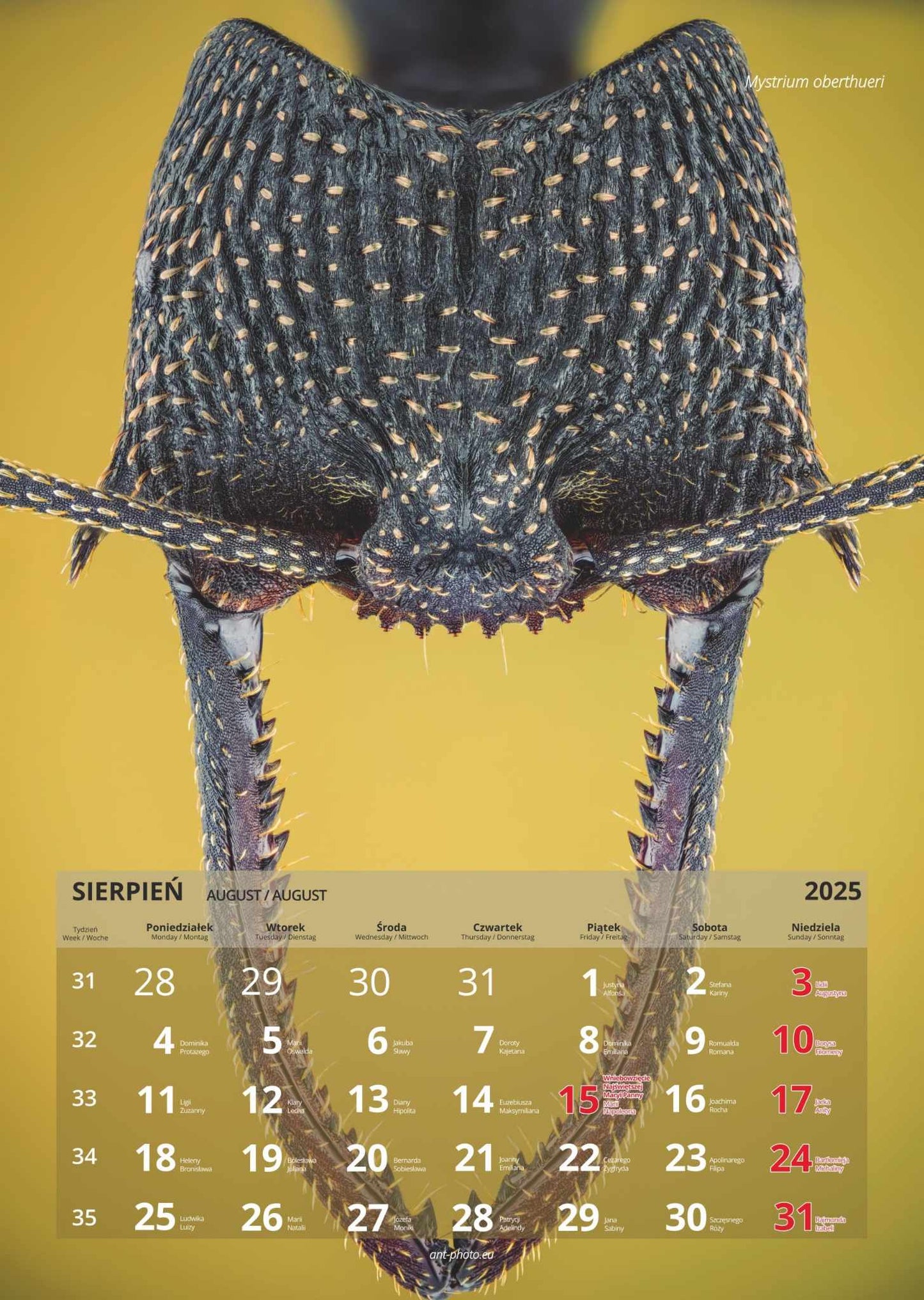 Mrówczy kalendarz 2025