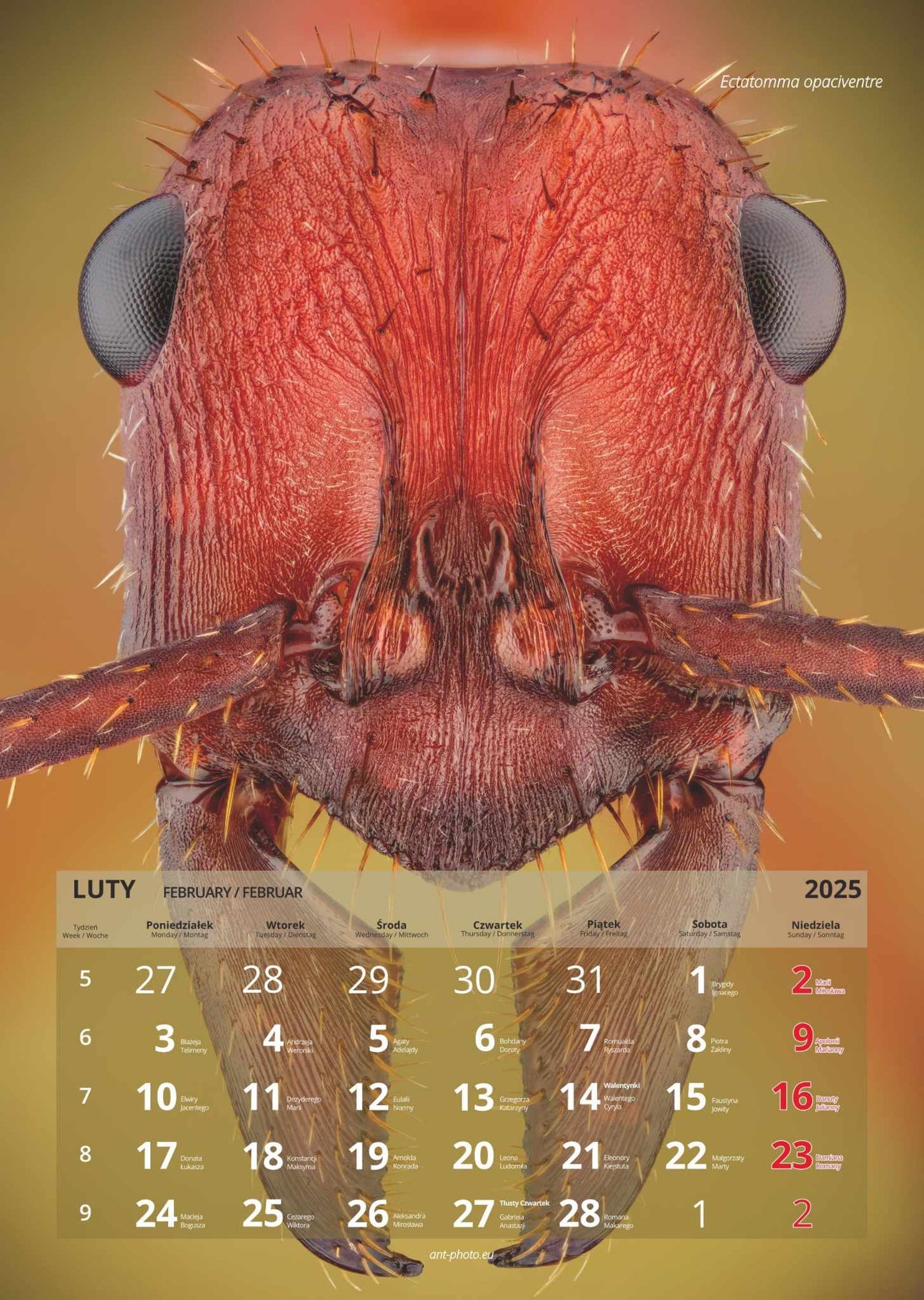 Mrówczy kalendarz 2025