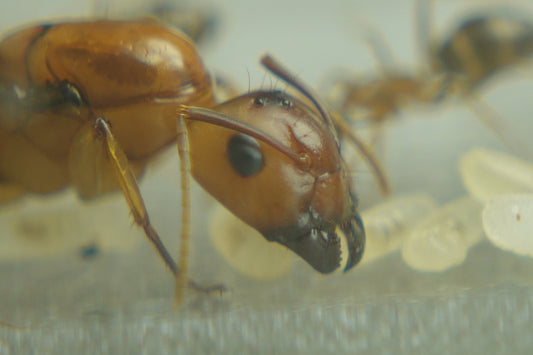 Camponotus maculatus subnudus